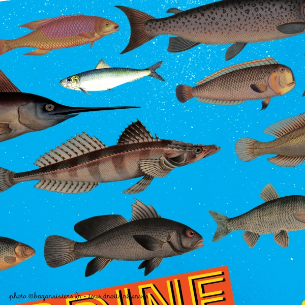 Carte postale - Sardine réfractaire – Image 2